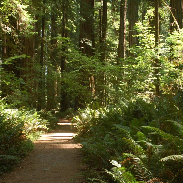 a path winds along very tall trees